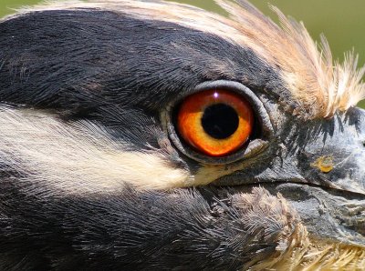 Night Heron 100% Crop