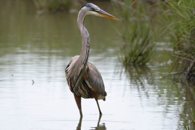 Wildlife 2007