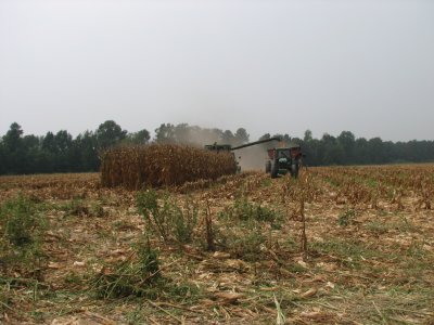 almost all of the corn is gone