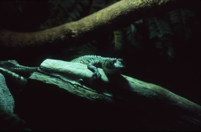 animals003.jpg