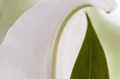 Floral & Leaf Abstract
