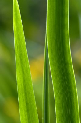Abstract In Green