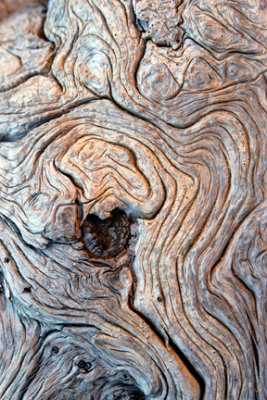 Tree Bark 1
