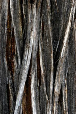 Tree Bark 2