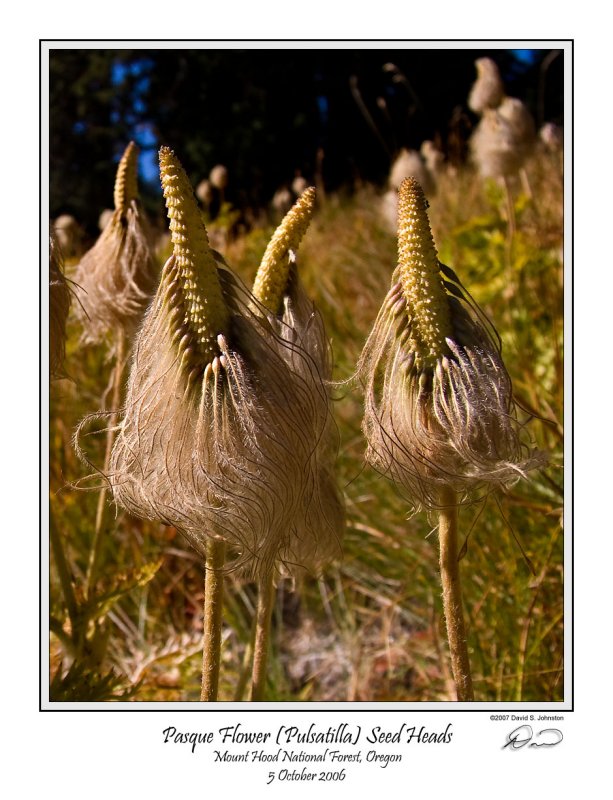 Pasque Flower Seed Heads.jpg