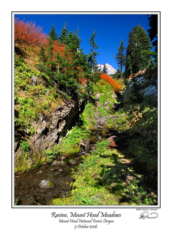 Meadows Ravine.jpg