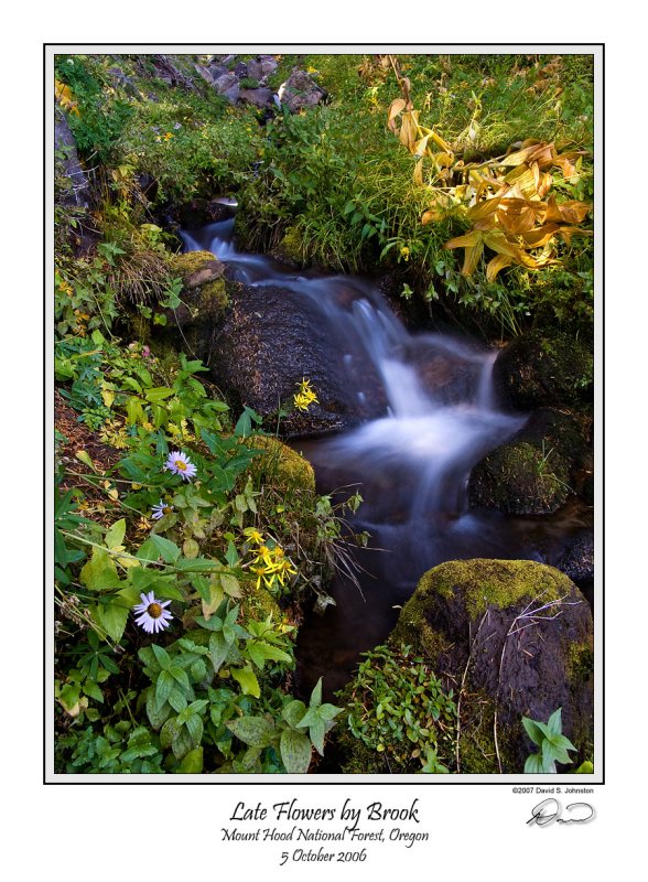 Flowers by Brook.jpg
