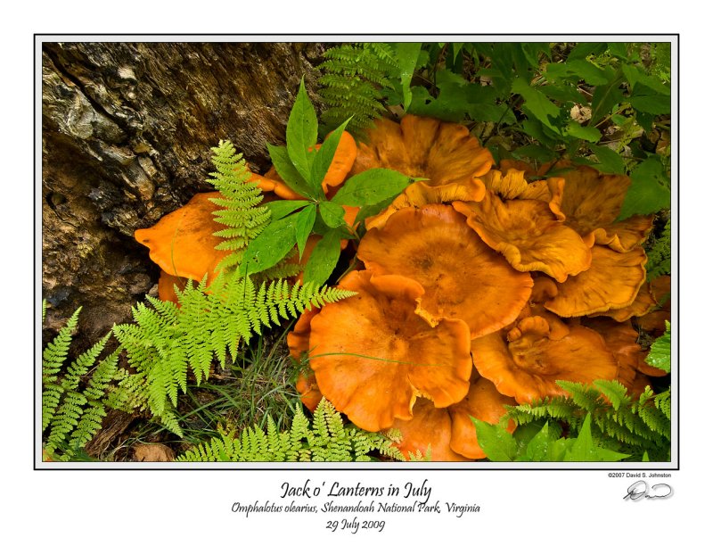 Jack o Lantern Fungus.jpg