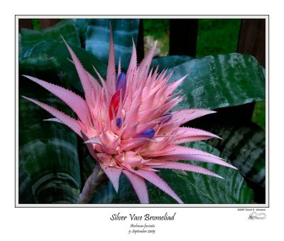 Silver Vase Bromeliad.jpg