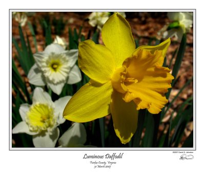 Luminous Daffodil.jpg