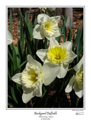 Backyard Daffodils.jpg