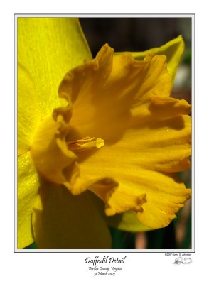 Daffodil Detail.jpg