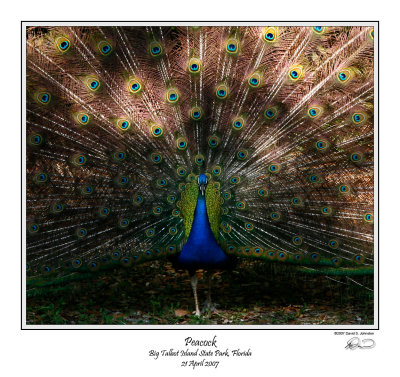 Peacock.jpg
