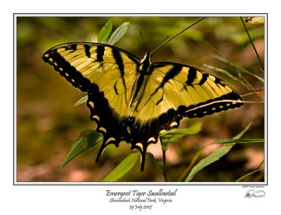 Emergent Tiger Swallowtail.jpg