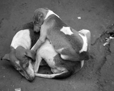 Dog tired.... in Old Delhi