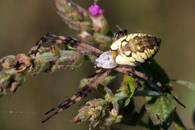 Argiope aurantia