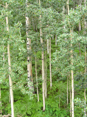 26aspens.jpg
