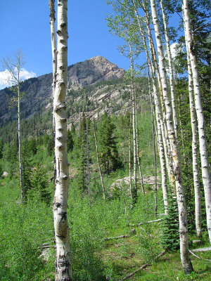 60aspens.jpg