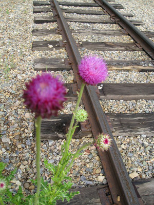 71purplerail.jpg
