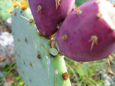 bugcactus.jpg