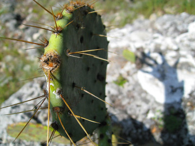 cacti.jpg