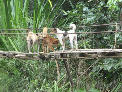 Dogs of Lg Lamei. Disembark under this bridge