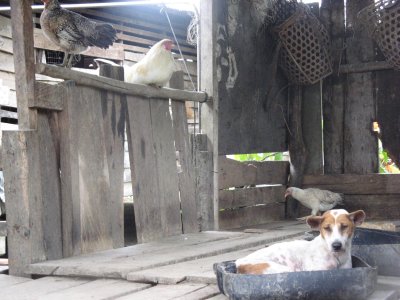 Dogs, monkeys and goose share part of the hut