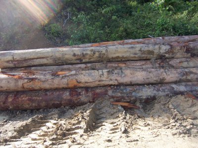 Logged timber lying around