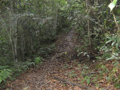 Jungle path to Pa Mada/Dano. Quite clear.