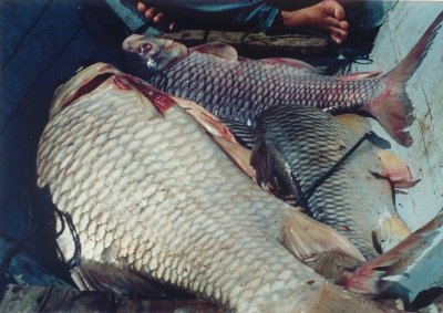 Fish caught in the Bakun rapid using jala