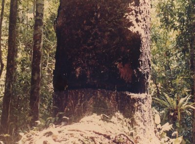 Damar gum tree.