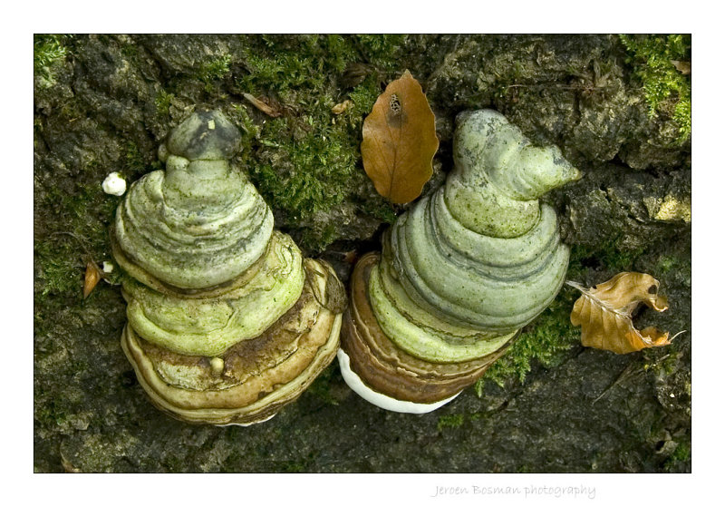 petrified funghi
