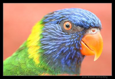 Rainbow Lorikeet