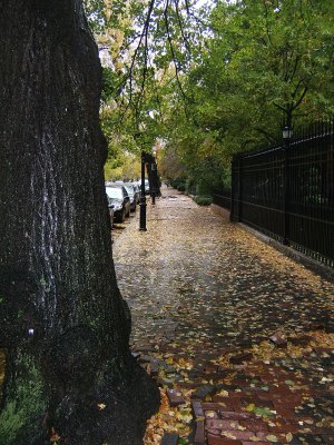 Leaves, Bricks, and Rain