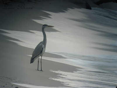 Grey heron (Ardea cinerea)