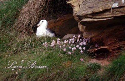 Fulmaro-sul-nido.Scotland