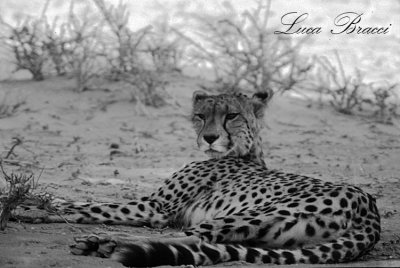 ghepardo.Kruger Park South Africa