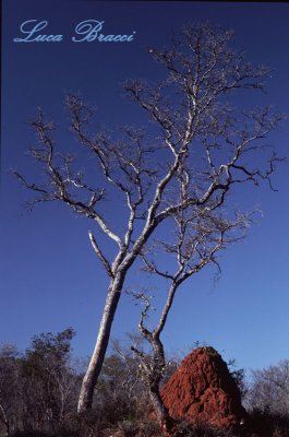 albero-con-termitaio.Kruger national park South Africa
