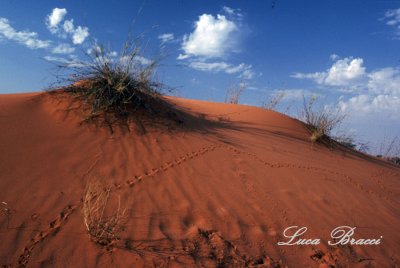 duna-con-impronte.Kalahari desert
