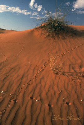 duna-con-impronte-e-ciuffo-.Kalahari desert