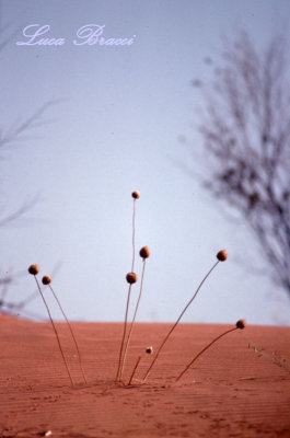 Piumini-del-deserto.Kalahari