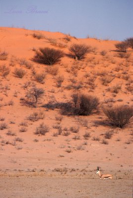 Landscape with springbok-Kalahari desert