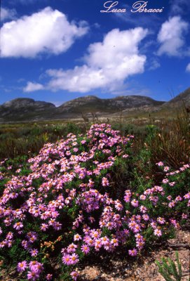 Fynbos-of-the-Cape region South Africa