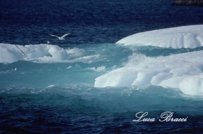 two-gulls-near-iceberg.- Newfoundland