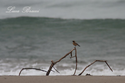 Desert wheatear (oenanthe deserti) at seaside