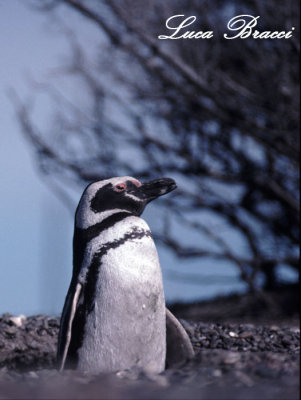 Penguins-attendig-the-nest.