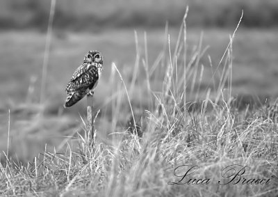 Short-eared-owl-Austria.jpg