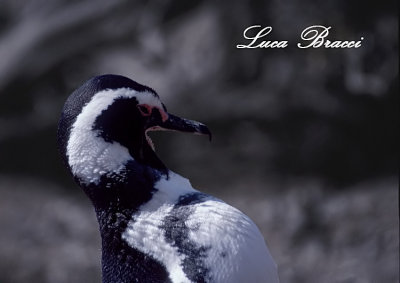 Penguin. Punta Tombo ARG