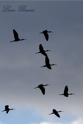 Glossy Ibis (Plegadis falcinellus)