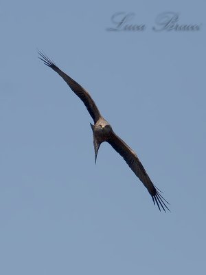 Black Kite (Milvus migrans)